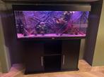 Juwel Aquarium Rio 240 LED, Ophalen of Verzenden, Zo goed als nieuw, Gevuld zoetwateraquarium