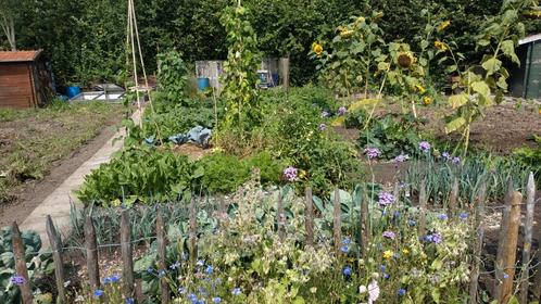 Moestuinen te huur., Tuin en Terras, Planten | Tuinplanten, Eenjarig, Groenteplanten, Volle zon, Zomer, Ophalen