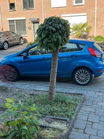 Gratis !! Bolcatalpa  beschikbaar voor biedingen