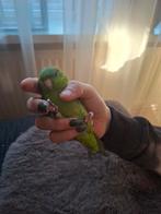 Catharina parkiet pop, Dieren en Toebehoren, Vogels | Parkieten en Papegaaien, Vrouwelijk, Parkiet