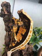 Mooi 60x45x60 terrarium met wimpergekko, Dieren en Toebehoren, Reptielen en Amfibieën | Toebehoren, Ophalen, Zo goed als nieuw