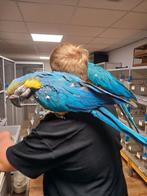 Tam koppel ara s, Dieren en Toebehoren, Vogels | Parkieten en Papegaaien, Meerdere dieren, Papegaai, Tam