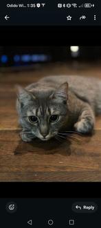 Kruising MAIN Coon, Dieren en Toebehoren, Katten en Kittens | Dekkaters