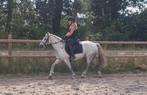 ZEER BRAVE D PONY!!, Dieren en Toebehoren, Merrie, D pony (1.37m tot 1.48m), 7 tot 10 jaar