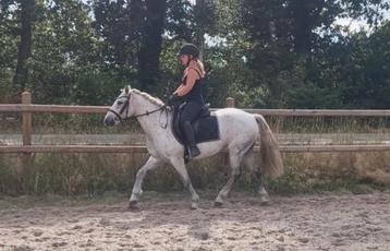 ZEER BRAVE D PONY!! beschikbaar voor biedingen