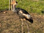 Grijze kroonkraanvogel - Balearica regulorum, Dieren en Toebehoren, Meerdere dieren, Tropenvogel, Geringd