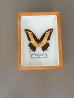 Ingelijste Papilio Androgeus Vlinder, Huis en Inrichting, Woonaccessoires | Lijsten, Minder dan 50 cm, Ophalen of Verzenden, Zo goed als nieuw