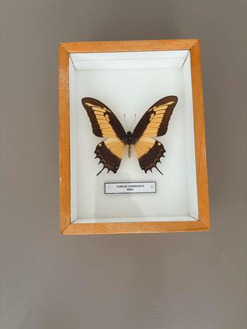 Ingelijste Papilio Androgeus Vlinder beschikbaar voor biedingen