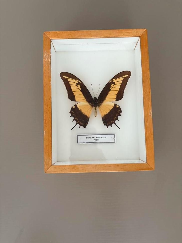 Ingelijste Papilio Androgeus Vlinder, Huis en Inrichting, Woonaccessoires | Lijsten, Zo goed als nieuw, Minder dan 50 cm, Minder dan 50 cm