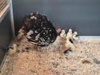 Diverse mooie haantjes Hollandse kuifhoen kriel, Dieren en Toebehoren, Mannelijk, Kip
