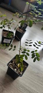 Zeldzame Delonix decaryi (Madagaskische Flessenboom), Ophalen of Verzenden, Overige soorten, Minder dan 100 cm