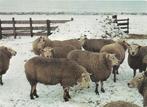 Ansichtkaart	Schapen	in de sneeuw, Verzamelen, Ansichtkaarten | Dieren, Verzenden, 1980 tot heden, Ongelopen, Overige soorten