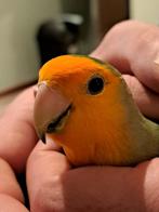 Tamme Argaponis met kooi, Dieren en Toebehoren, Geslacht onbekend, Dwergpapegaai of Agapornis