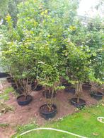 Meerstammige Parrotia persica, Overige soorten, Lente, 100 tot 250 cm, Ophalen