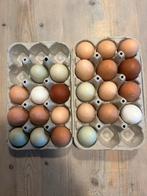 Broedeieren van kleurleggers, Dieren en Toebehoren, Pluimvee, Geslacht onbekend, Kip