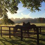 Gezocht: Weidemaatje voor jaarling ruin in Klarenbeek, Dieren en Toebehoren, Stalling en Weidegang, Weidegang, 1 paard of pony