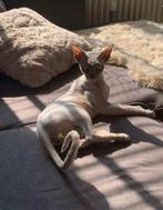 Sphynx dekkater blue point, Dieren en Toebehoren, Katten en Kittens | Dekkaters