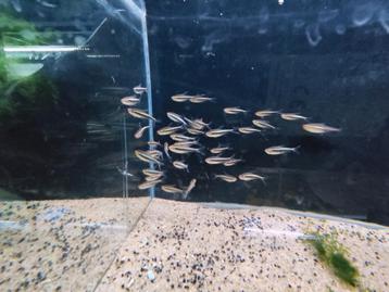 Diverse aquarium vissen op voorraad  beschikbaar voor biedingen