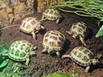 Russische vierteenschildpad - Testudo horsfieldii, Dieren en Toebehoren, Reptielen en Amfibieën, 0 tot 2 jaar, Schildpad