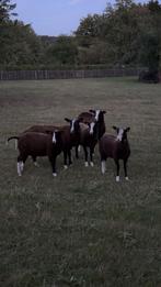 Zwartbles schapen fokram, Dieren en Toebehoren, Schapen, Geiten en Varkens, Mannelijk, Schaap, 0 tot 2 jaar