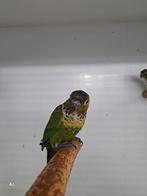 Pyrrhura, Dieren en Toebehoren, Meerdere dieren, Tropenvogel