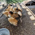 Orpington Groot kuikens, Dieren en Toebehoren, Pluimvee, Meerdere dieren, Kip