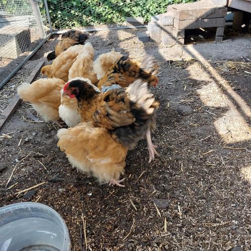 Orpington Groot kuikens, Dieren en Toebehoren, Pluimvee, Kip, Meerdere dieren
