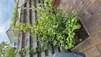 japanse notenboom 170cm hoog, Ophalen