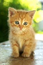 Kitten gezocht, Dieren en Toebehoren, Katten en Kittens | Raskatten | Korthaar, Ontwormd, 0 tot 2 jaar, Poes