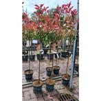 Photinia fraseri Red Robin | Glansmispel | Boom, Tuin en Terras, Planten | Bomen, Bloeit niet, Halfschaduw, 100 tot 250 cm, Ophalen