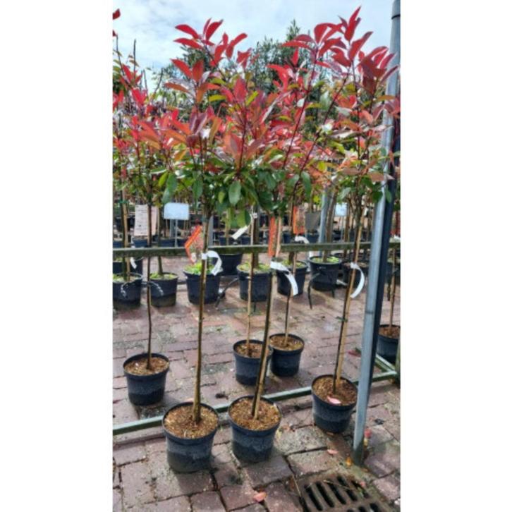 Photinia fraseri Red Robin | Glansmispel | Boom, Tuin en Terras, Planten | Bomen, Bolboom, 100 tot 250 cm, Halfschaduw, Bloeit niet