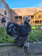 USA zijdehoen black mottled - Haan, Dieren en Toebehoren, Mannelijk, Kip