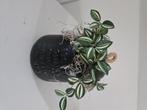 Vaasje met kunstplantje, Ophalen, Zo goed als nieuw, Glas, Minder dan 50 cm
