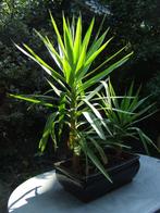 2-stammige Yucca Elephantipes in grote bonsaischaal, Ophalen, 100 tot 150 cm, In pot, Yucca