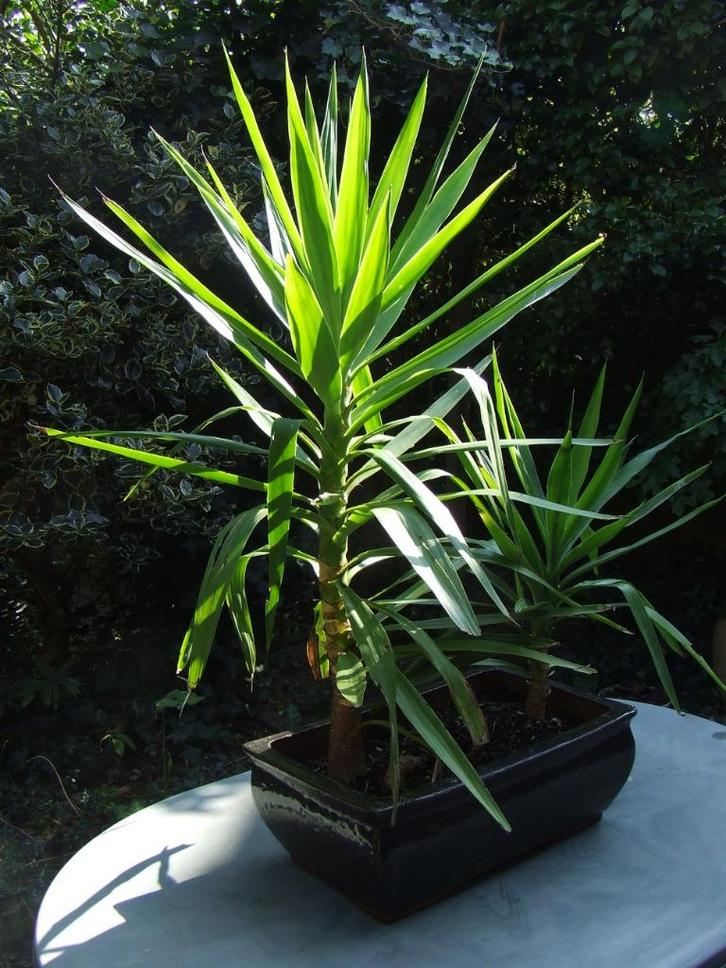 2-stammige Yucca Elephantipes in grote bonsaischaal, Huis en Inrichting, Kamerplanten, Yucca, 100 tot 150 cm, Groene kamerplant