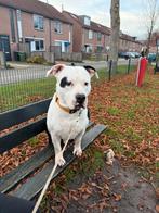 DEKREU AMERIKAANSE STAFFORD, Rabiës (hondsdolheid), Reu, Eén hond, 3 tot 5 jaar