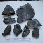 Fossielen fossiele bladeren Carboon Piesberg Gumbeliet, Verzamelen, Ophalen of Verzenden, Fossiel