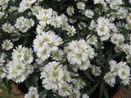 Vaste plant : Witte herfstaster  3 euro, Vaste plant, Halfschaduw, Zomer, Ophalen