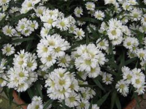 Vaste plant : Witte herfstaster  3 euro, Tuin en Terras, Planten | Tuinplanten, Vaste plant, Overige soorten, Halfschaduw, Zomer