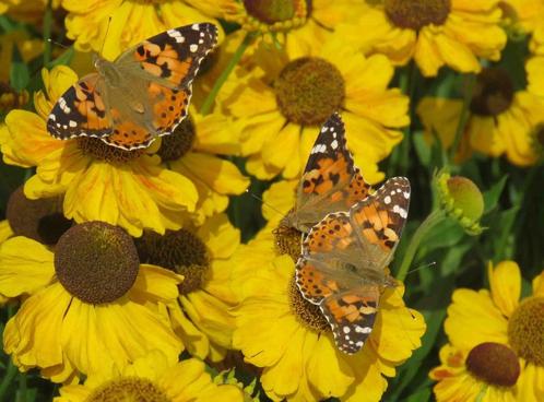 Vaste plant : Helenium El Dorado 3 euro, Tuin en Terras, Planten | Tuinplanten, Vaste plant, Overige soorten, Volle zon, Zomer