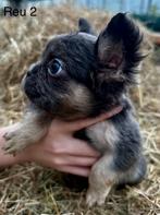 Franse bulldog fluffy’s, 8 tot 15 weken, Meerdere, Meerdere dieren, Nederland