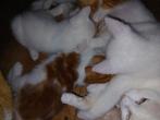 4 liefe witte kittens!!!...., Dieren en Toebehoren, Katten en Kittens | Overige Katten, Meerdere dieren