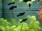 Black molly sailfins, Dieren en Toebehoren, Vissen | Aquariumvissen, Vis