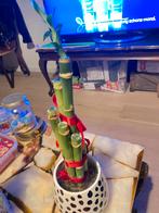 Lucky Bamboo Plant in Pot, Overige soorten, In pot, Minder dan 100 cm, Groene kamerplant