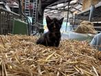 Boerderij Kitten, Dieren en Toebehoren, Katten en Kittens | Overige Katten, Meerdere dieren, Kortharig, 0 tot 2 jaar
