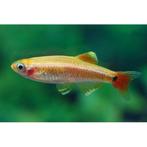 Chinese Danio Gold - Koidream Valburg, Vis, Zoetwatervis, Schoolvis