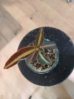 labisia, Ophalen, Halfschaduw, Minder dan 100 cm