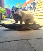 taxidermie opgezette das, Ophalen of Verzenden, Wild dier, Opgezet dier
