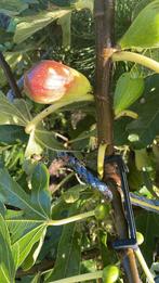 Stekken van diverse soorten Vijgen, Minder dan 100 cm, Zomer, Volle zon, In pot