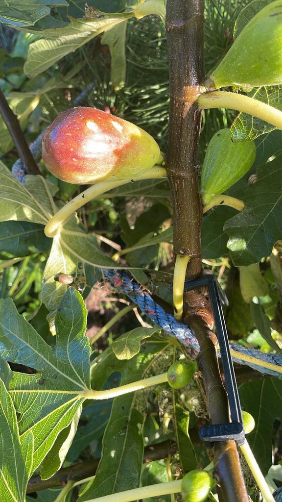 Stekken van diverse soorten Vijgen, Tuin en Terras, Planten | Bomen, Overige soorten, Minder dan 100 cm, Volle zon, Zomer, In pot